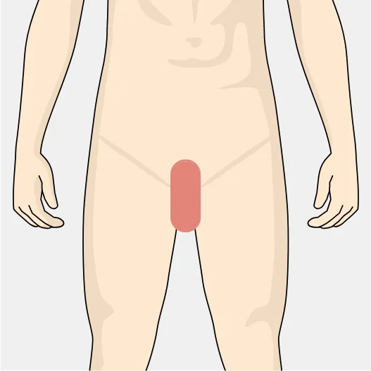 部位イメージ画像