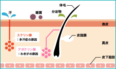脇汗・においの原因はアポクリン汗腺とエクリン汗腺です。