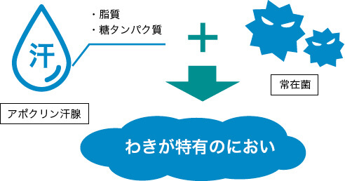 わきが特有のにおいが発生する理由