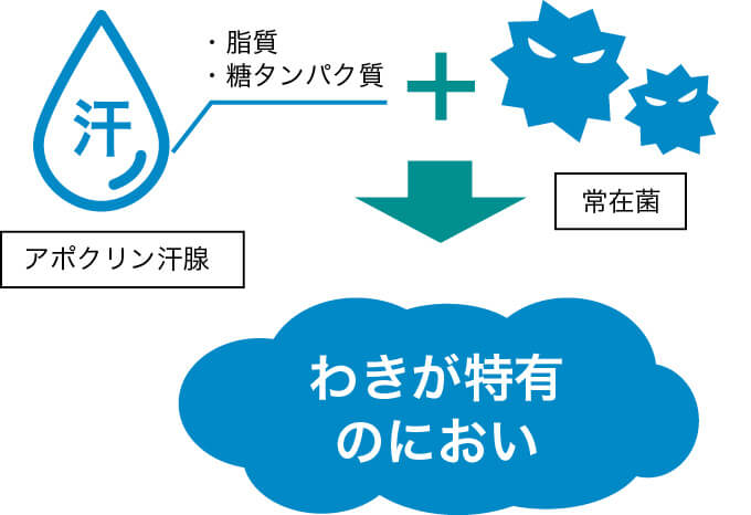 わきが特有のにおいが発生する理由