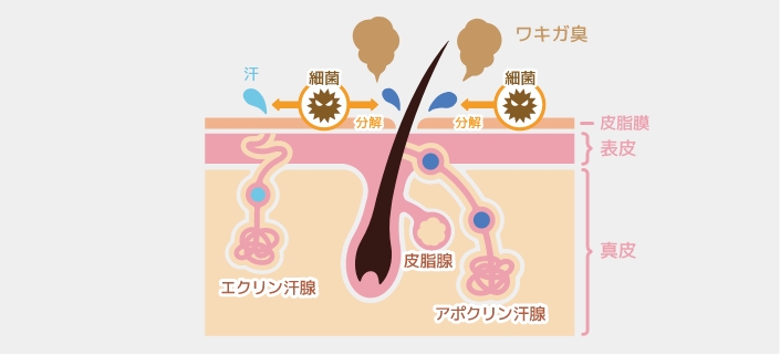 汗腺の働きを破壊