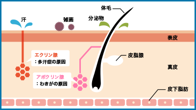 汗腺の働きについて