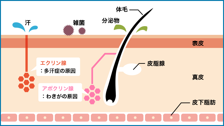 汗腺の働きについて