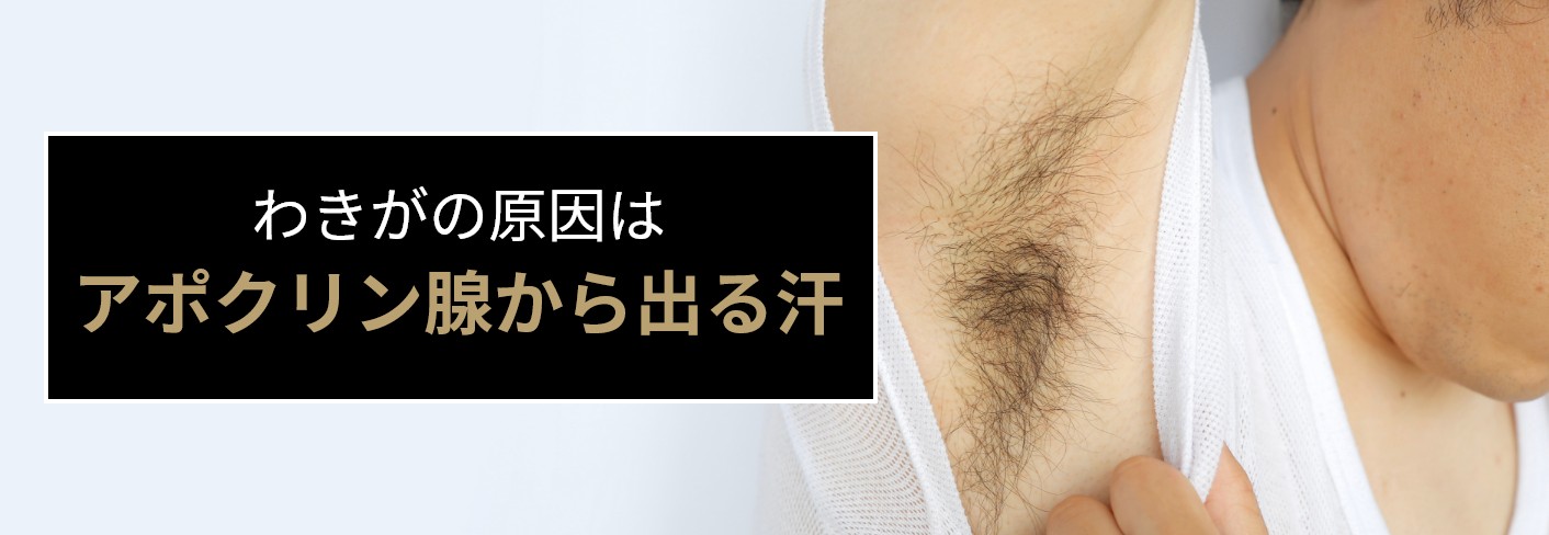 わきがはアポクリン汗腺が原因