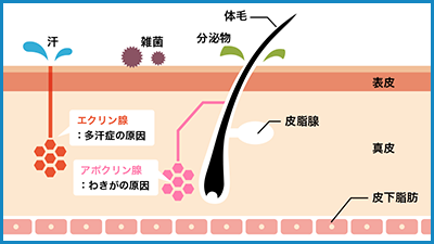 汗腺の働きについて